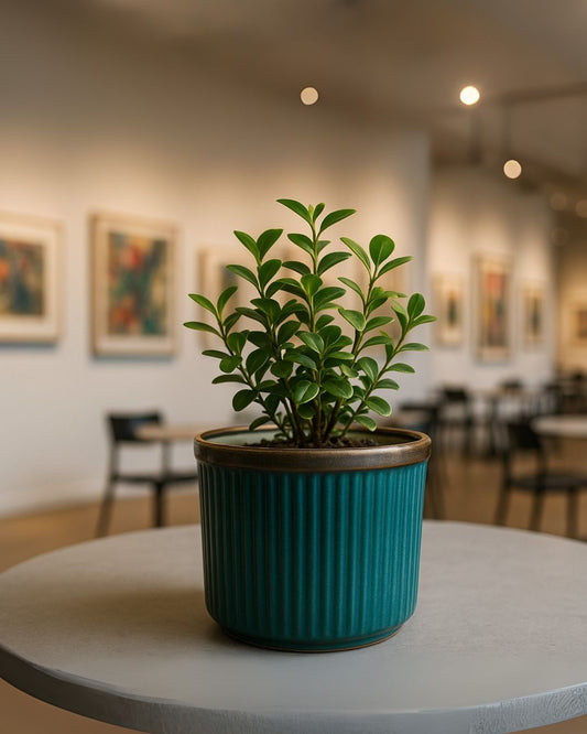 Soul Planter – Handcrafted Ceramic Pot