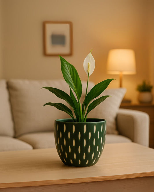 Velma Ceramic Planter – Modern Textured Indoor Plant Pot
