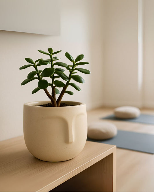 Purity Ceramic Planter – Minimalist Textured Indoor Pot