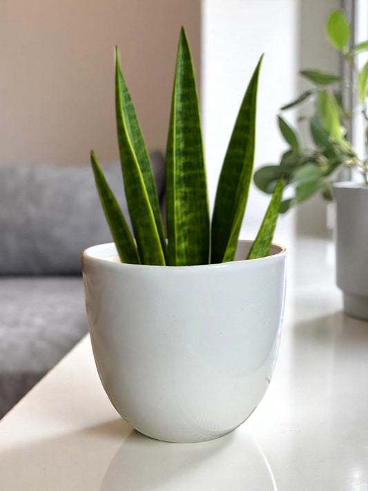 Luna Soil Planter – Matte White Ceramic with Calm Vibes