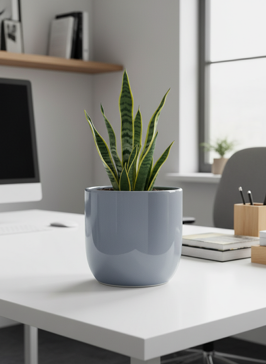 Gray ceramic planter standing straight with snake plant in office