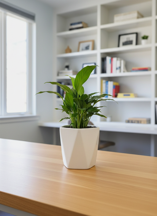 White geometric planter with peace lily in home study room